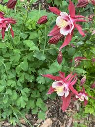 Attēlu rezultāti vaicājumam “Aquilegia vulgaris leaf”
