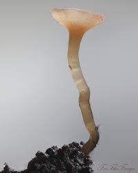 Attēlu rezultāti vaicājumam “Hymenoscyphus fructigenus var. coryli”