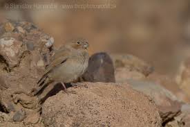 Image result for Bucanetes githagineus