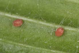 Attēlu rezultāti vaicājumam “Charissa ambiguata”