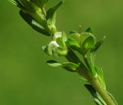 Attēlu rezultāti vaicājumam “Veronica serpyllifolia bud”