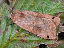 Attēlu rezultāti vaicājumam “Xestia baja”