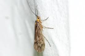 Attēlu rezultāti vaicājumam “Glyphotaelius pellucidus”