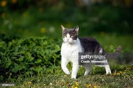 Attēlu rezultāti vaicājumam “Felis silvestris catus”