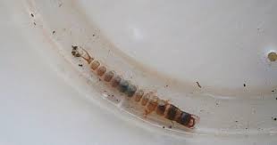 Attēlu rezultāti vaicājumam “Pterostichus sp.”