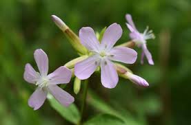 Attēlu rezultāti vaicājumam “Saponaria officinalis flower”