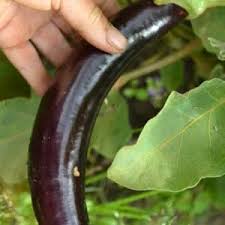 Afbeeldingsresultaat voor slim jim eggplant