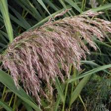 Attēlu rezultāti vaicājumam “Phragmites communis”