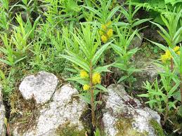 Attēlu rezultāti vaicājumam “Lysimachia thyrsiflora”