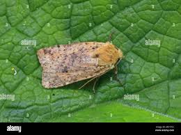 Attēlu rezultāti vaicājumam “Conistra rubiginea”