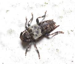 Attēlu rezultāti vaicājumam “Pogonocherus hispidulus”