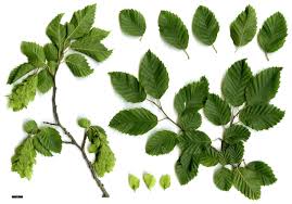 Attēlu rezultāti vaicājumam “Carpinus”