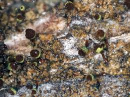 Attēlu rezultāti vaicājumam “Chaenotheca phaeocephala”