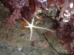 Attēlu rezultāti vaicājumam “Ophiotheca sp.”