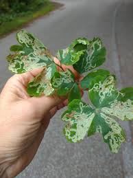 Attēlu rezultāti vaicājumam “Phytomyza minuscula”