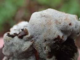 Attēlu rezultāti vaicājumam “Physisporinus sanguinolentus”