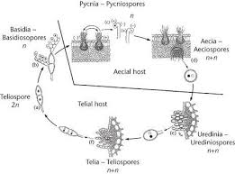 Attēlu rezultāti vaicājumam “Coleosporium sp.”