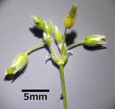 Attēlu rezultāti vaicājumam “Cerastium semidecandrum bud”