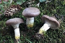 Attēlu rezultāti vaicājumam “Gomphidius glutinosus”