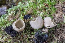 Attēlu rezultāti vaicājumam “Badhamia lilacina young”