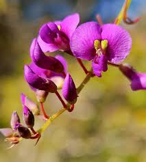 Attēlu rezultāti vaicājumam “Cribraria violacea stalked”