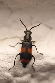 Attēlu rezultāti vaicājumam “Anthocomus fasciatus”