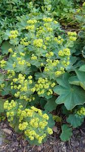 Attēlu rezultāti vaicājumam “Alchemilla vulgaris aggr. flower”