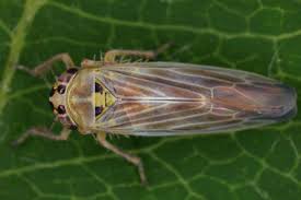 Attēlu rezultāti vaicājumam “Macrosteles sp.”