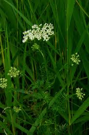 Attēlu rezultāti vaicājumam “Selinum carvifolia fruit”