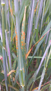 Attēlu rezultāti vaicājumam “Puccinia coronata”