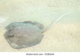 Image result for Dasyatis pastinaca