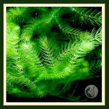 「金魚藻」的圖片搜尋結果