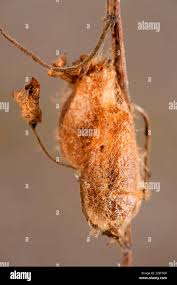 Attēlu rezultāti vaicājumam “Saturnia pavonia cocoon”