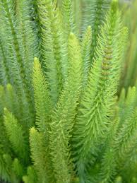 Attēlu rezultāti vaicājumam “Hippuris vulgaris”