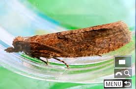 Attēlu rezultāti vaicājumam “Epinotia immundana”