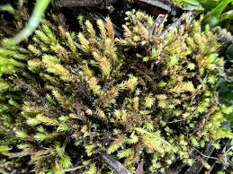 Attēlu rezultāti vaicājumam “Philonotis marchica”