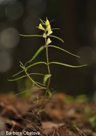 Attēlu rezultāti vaicājumam “Melampyrum pratense leaf”