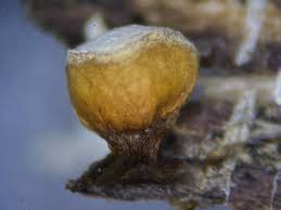 Attēlu rezultāti vaicājumam “Craterium aureonucleatum”