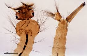 Attēlu rezultāti vaicājumam “Culex pipiens larva”