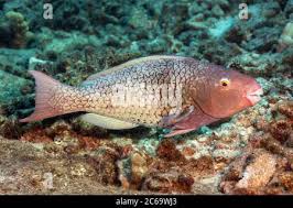 Image result for Scarus rubroviolaceus