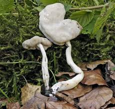 Attēlu rezultāti vaicājumam “Helvella elastica”