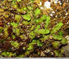 Attēlu rezultāti vaicājumam “Preissia quadrata”