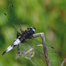 Attēlu rezultāti vaicājumam “Libellula fulva”