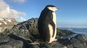 Image result for penguin
