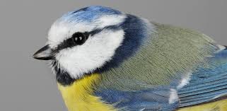 Attēlu rezultāti vaicājumam “Cyanistes caeruleus adult”