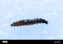 Attēlu rezultāti vaicājumam “Cantharis fusca larva”