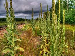 Image result for Königskerzen