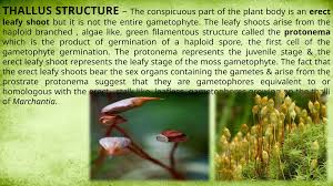 Attēlu rezultāti vaicājumam “Polytrichales”