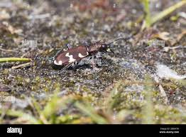 Attēlu rezultāti vaicājumam “Cicindela hybrida”