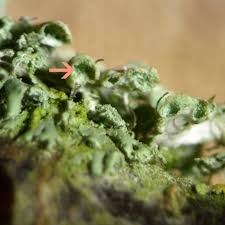 Attēlu rezultāti vaicājumam “Physcia adscendens”